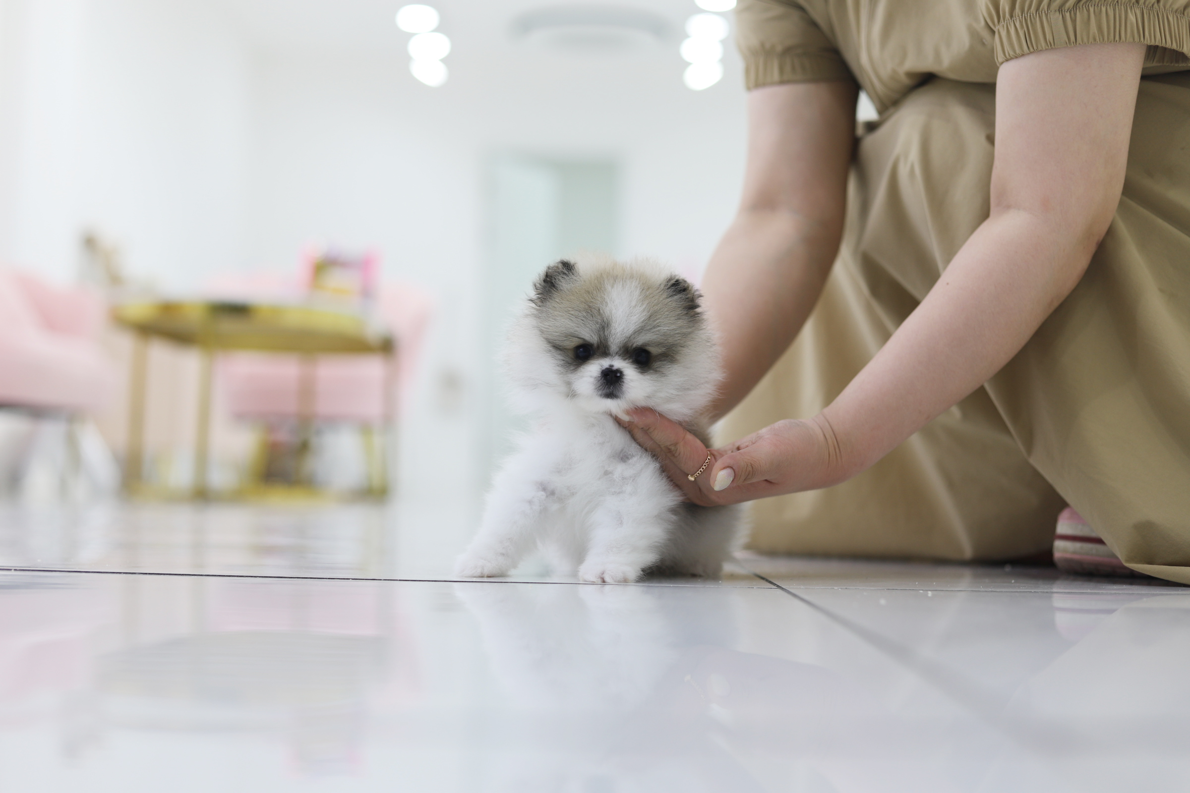 포메라니안(15만원부터)