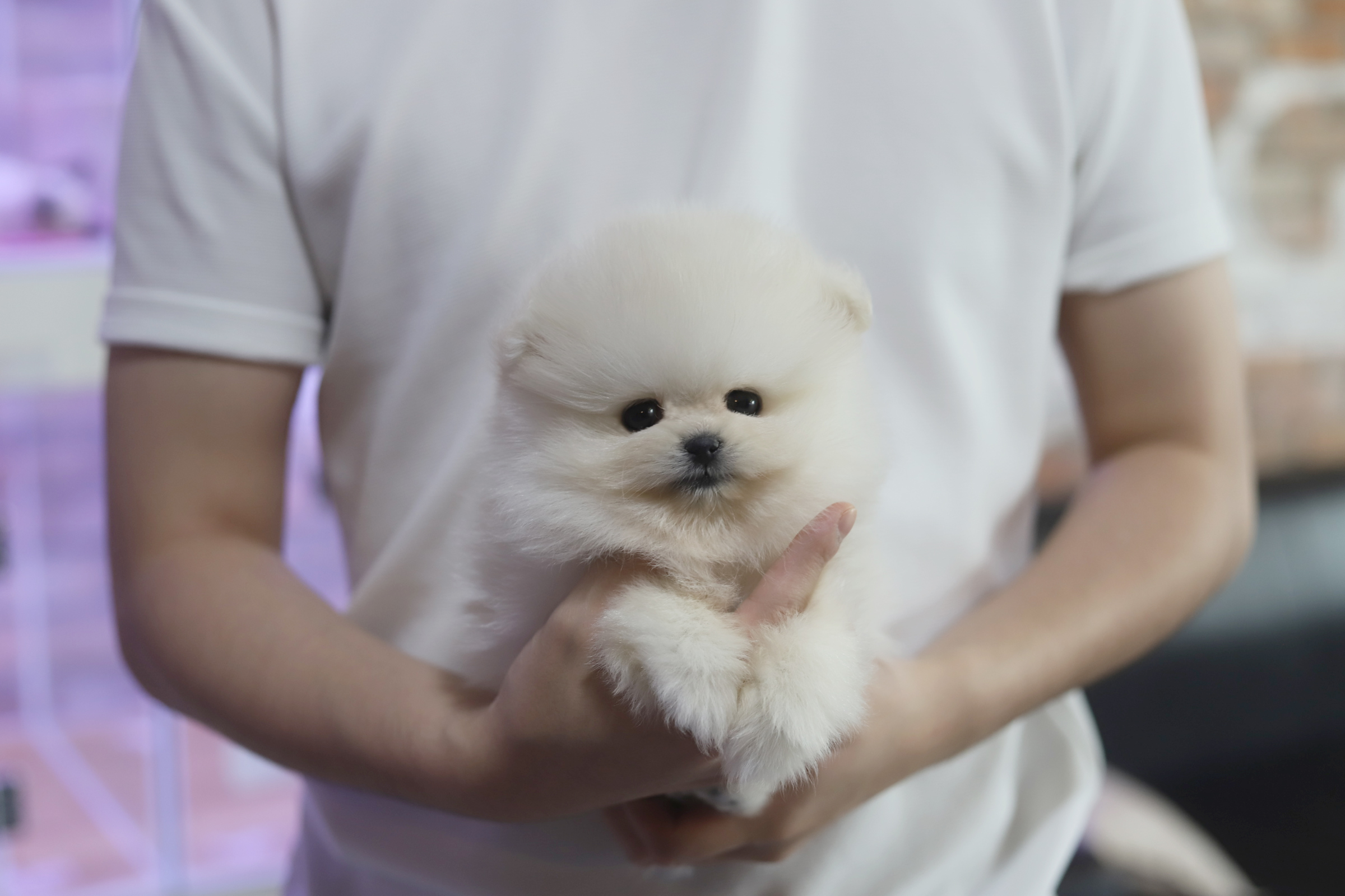 포메라니안분양 포메분양(15만원부터)