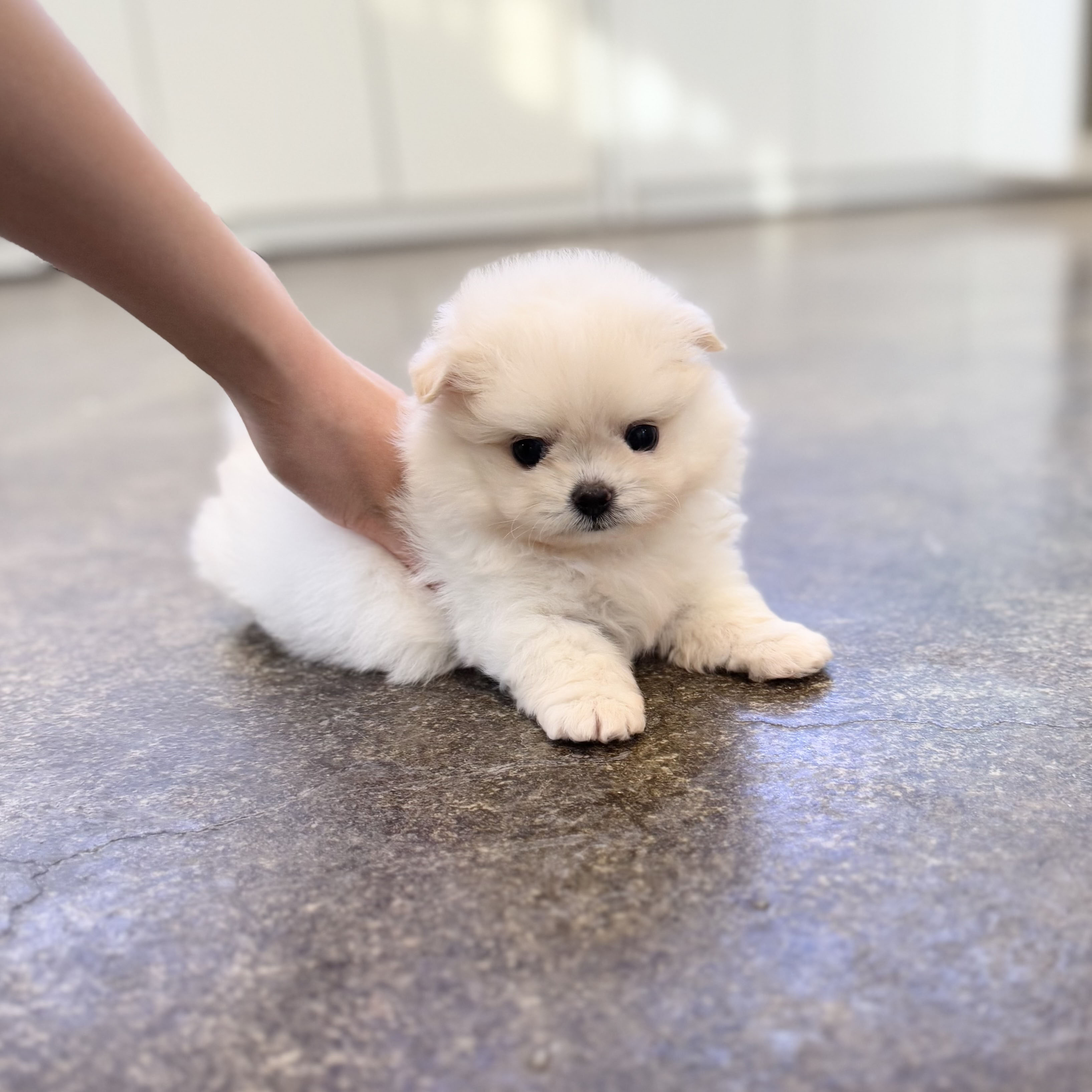 말티폼 분양합니다