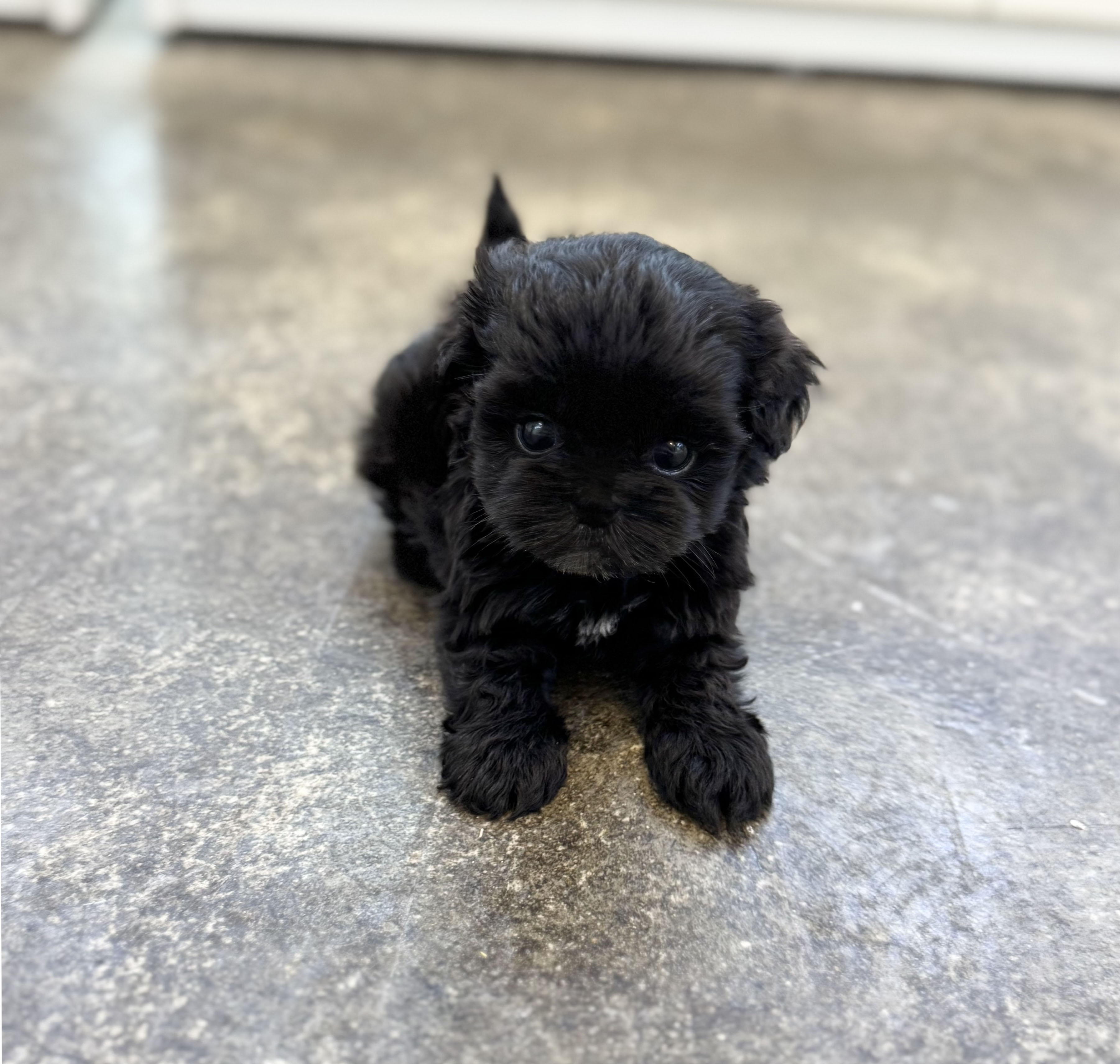 말티푸 분양합니다!