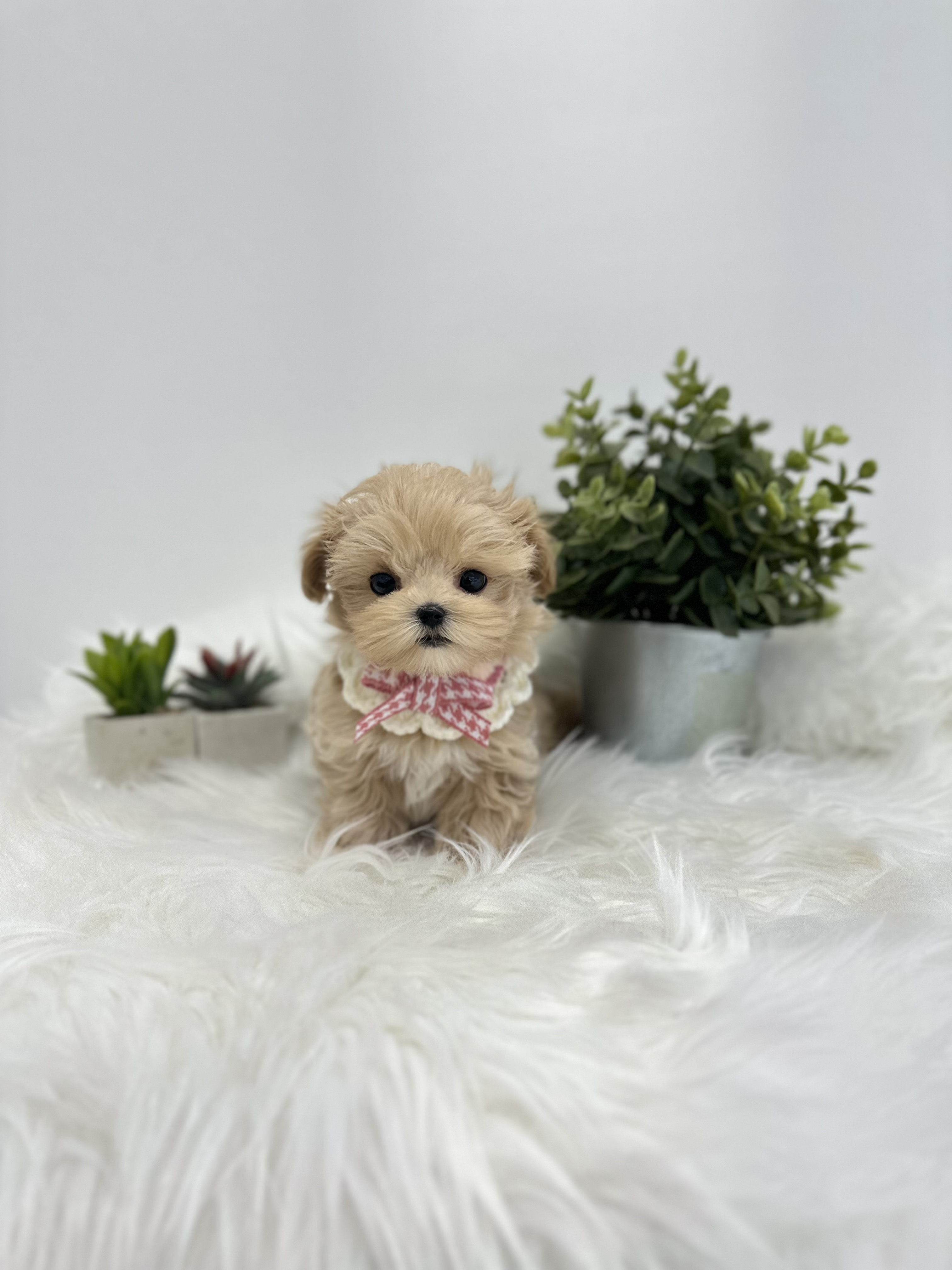 말티푸 분양합니다!