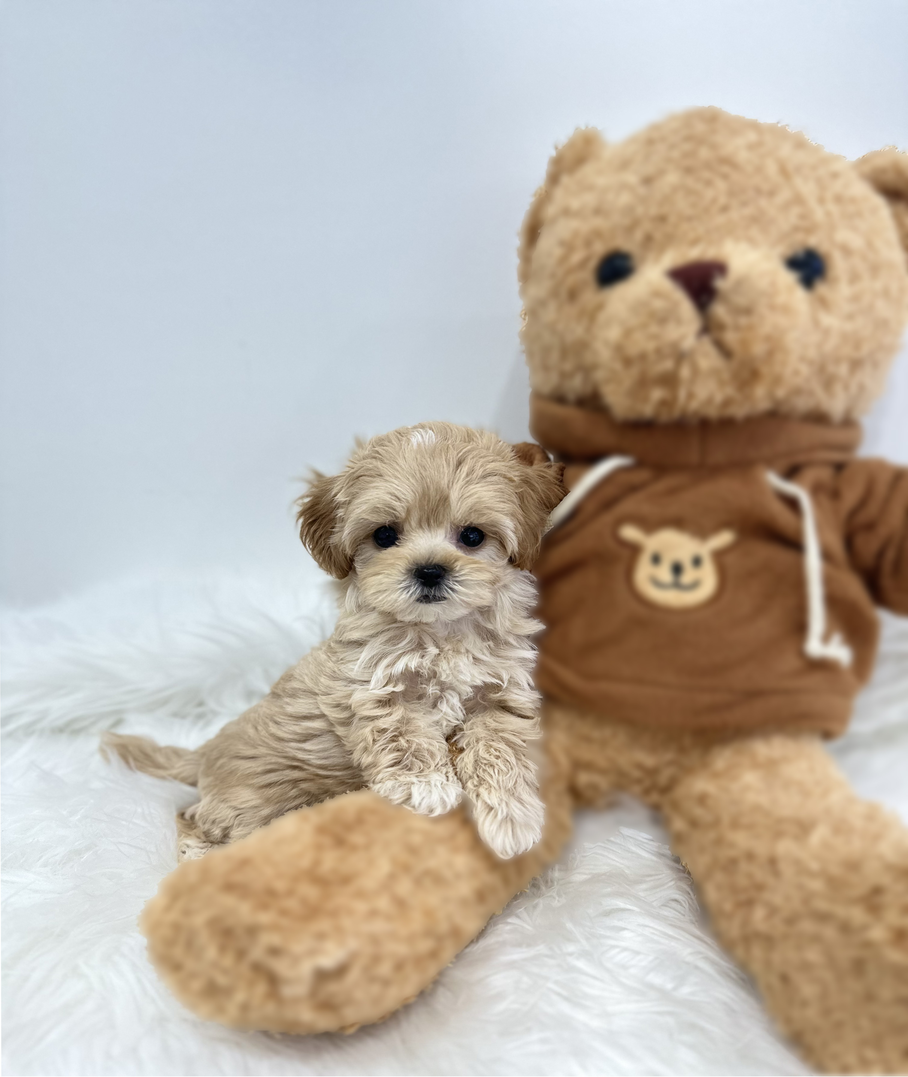 말티푸 분양합니다