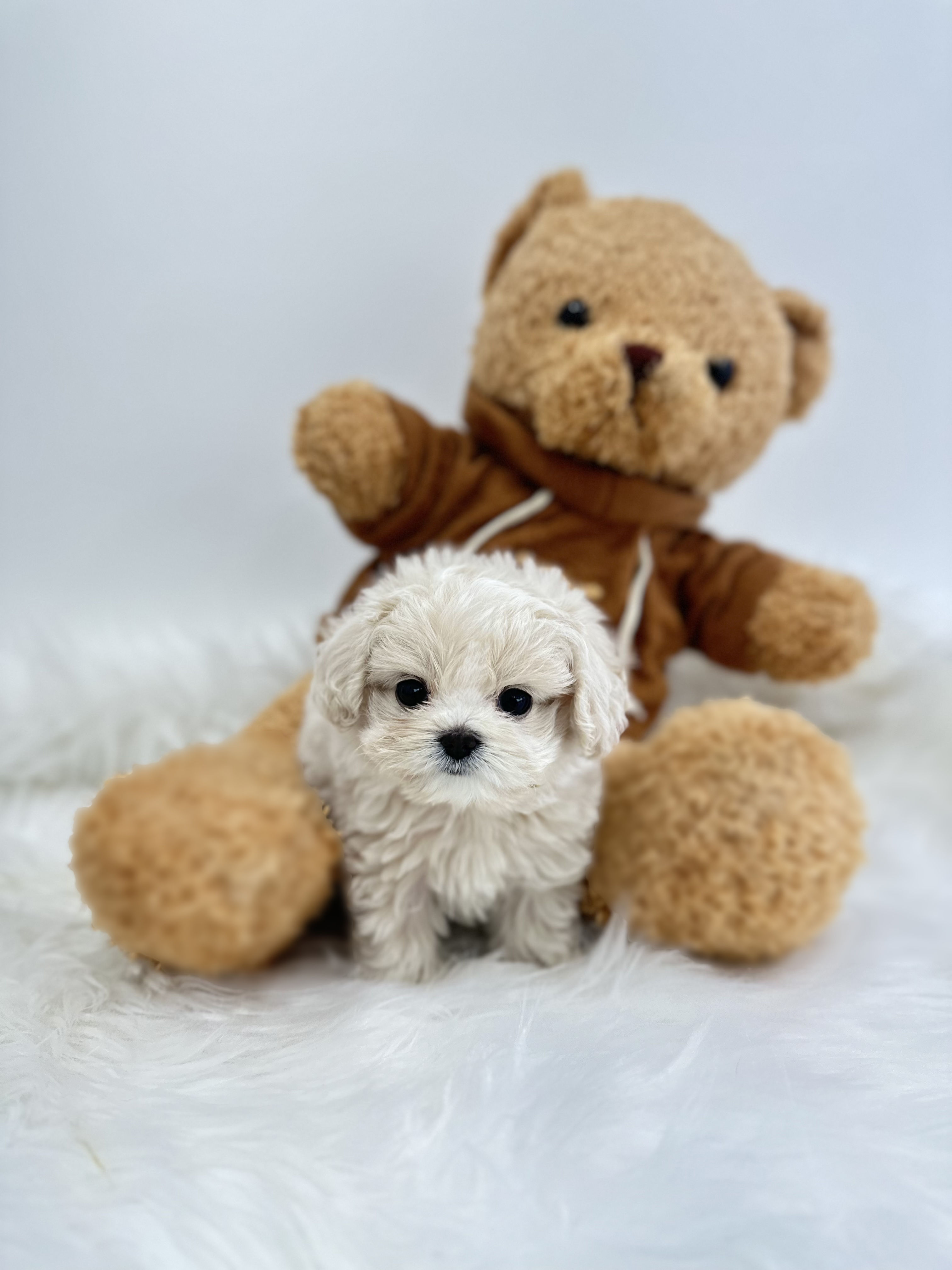 말티푸 분양합니다!