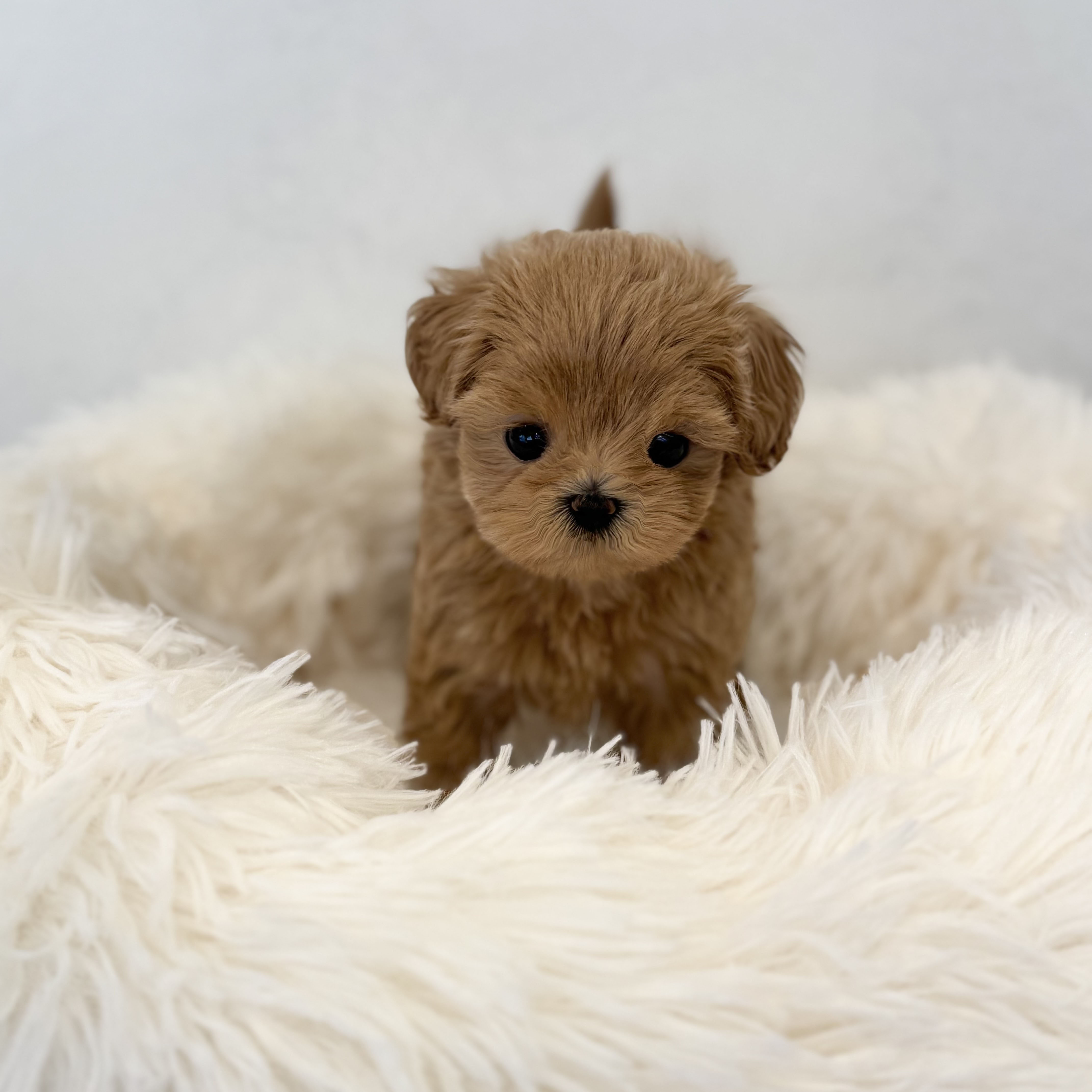 말티푸 분양합니다!