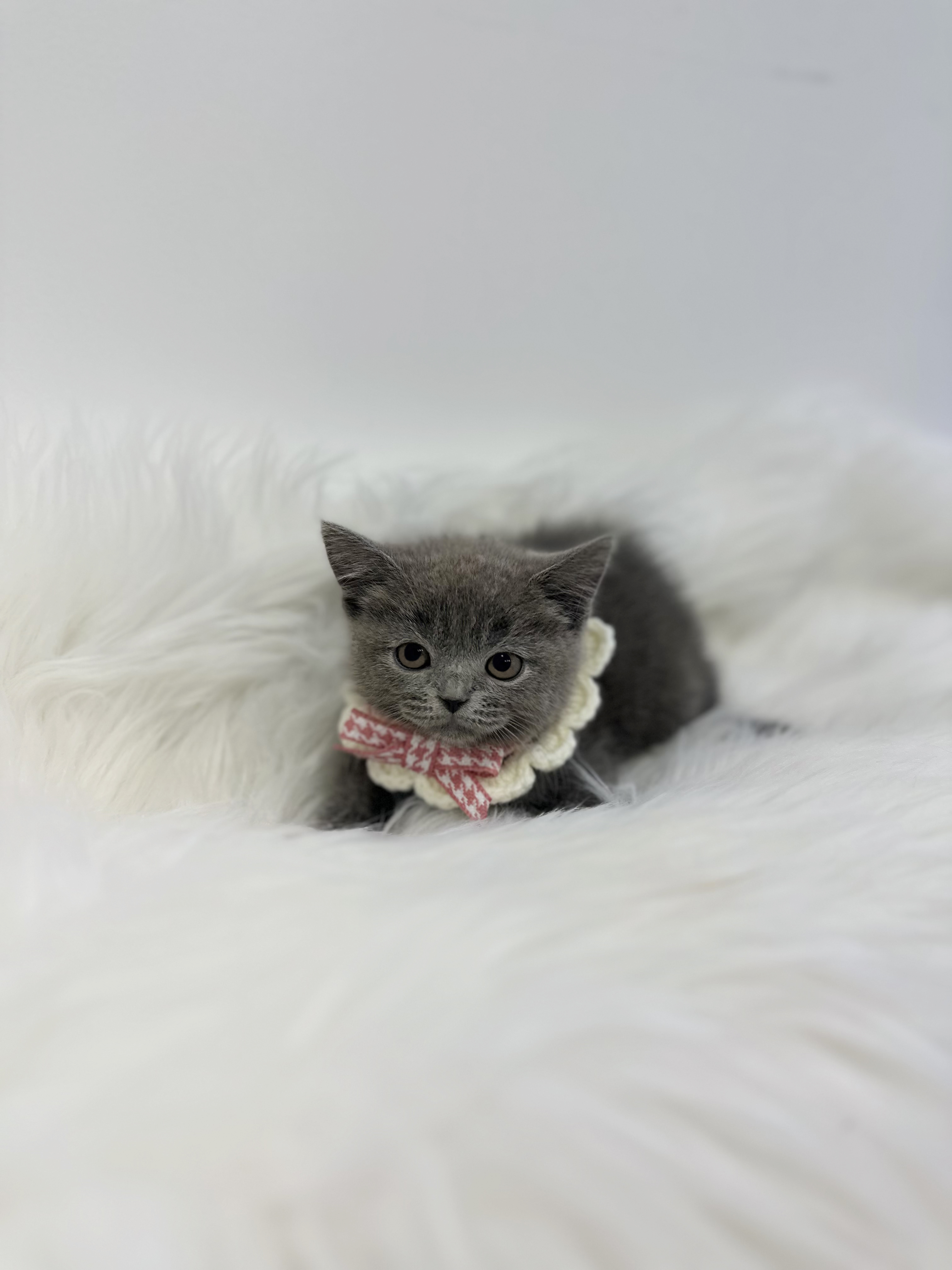 러시안블루 분양합니다