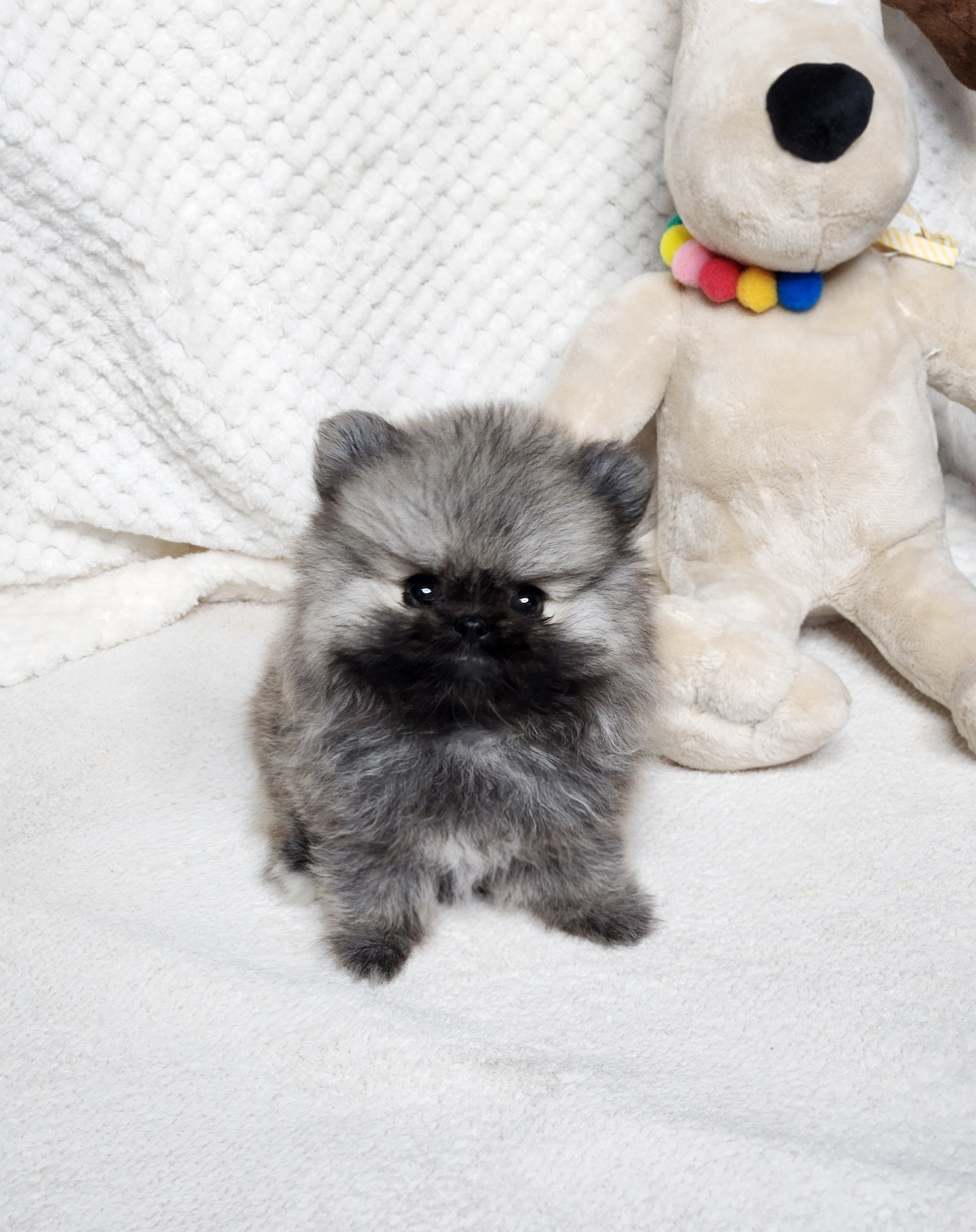 포메라니안 분양합니다