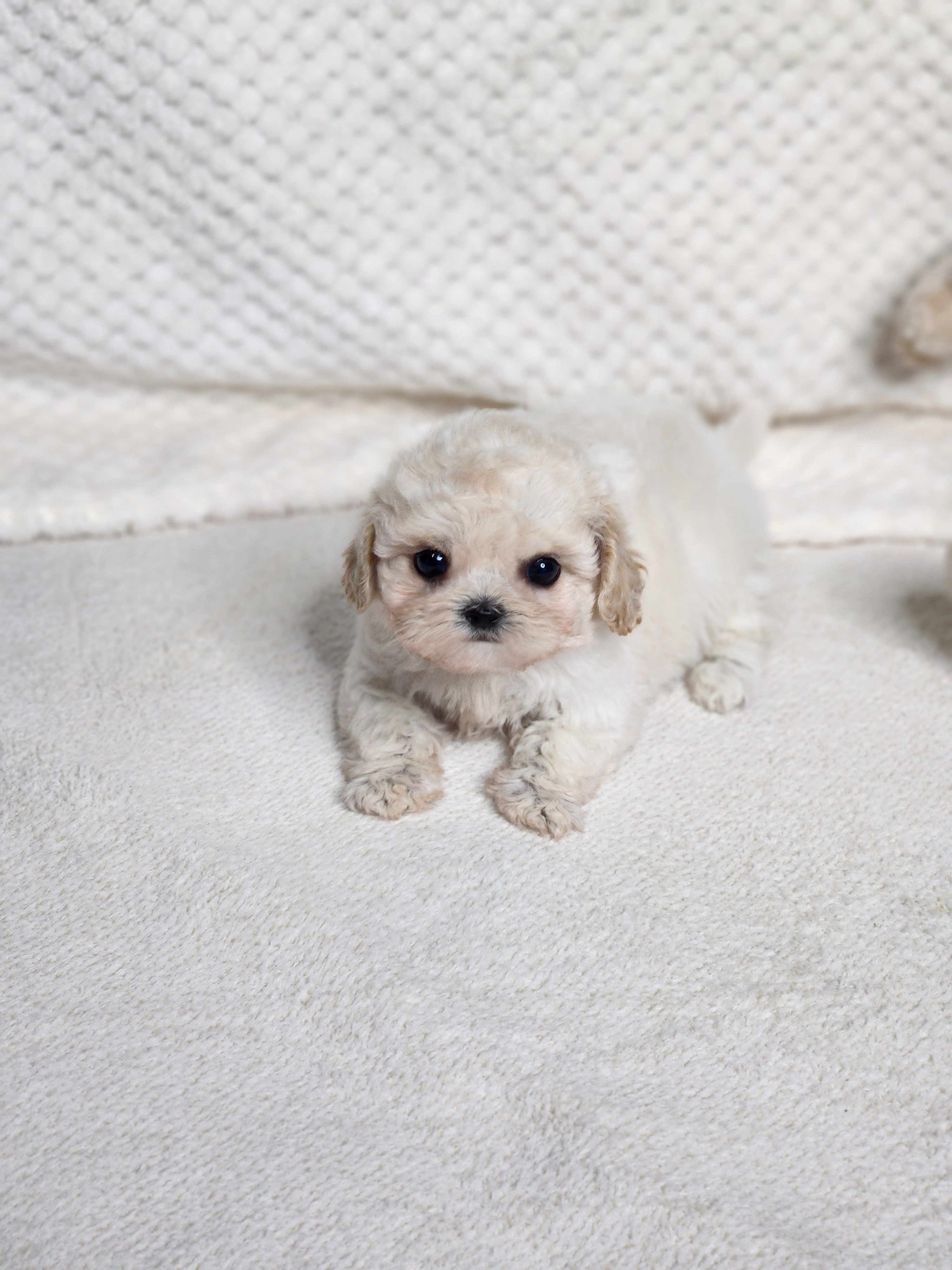 말티푸 분양합니다