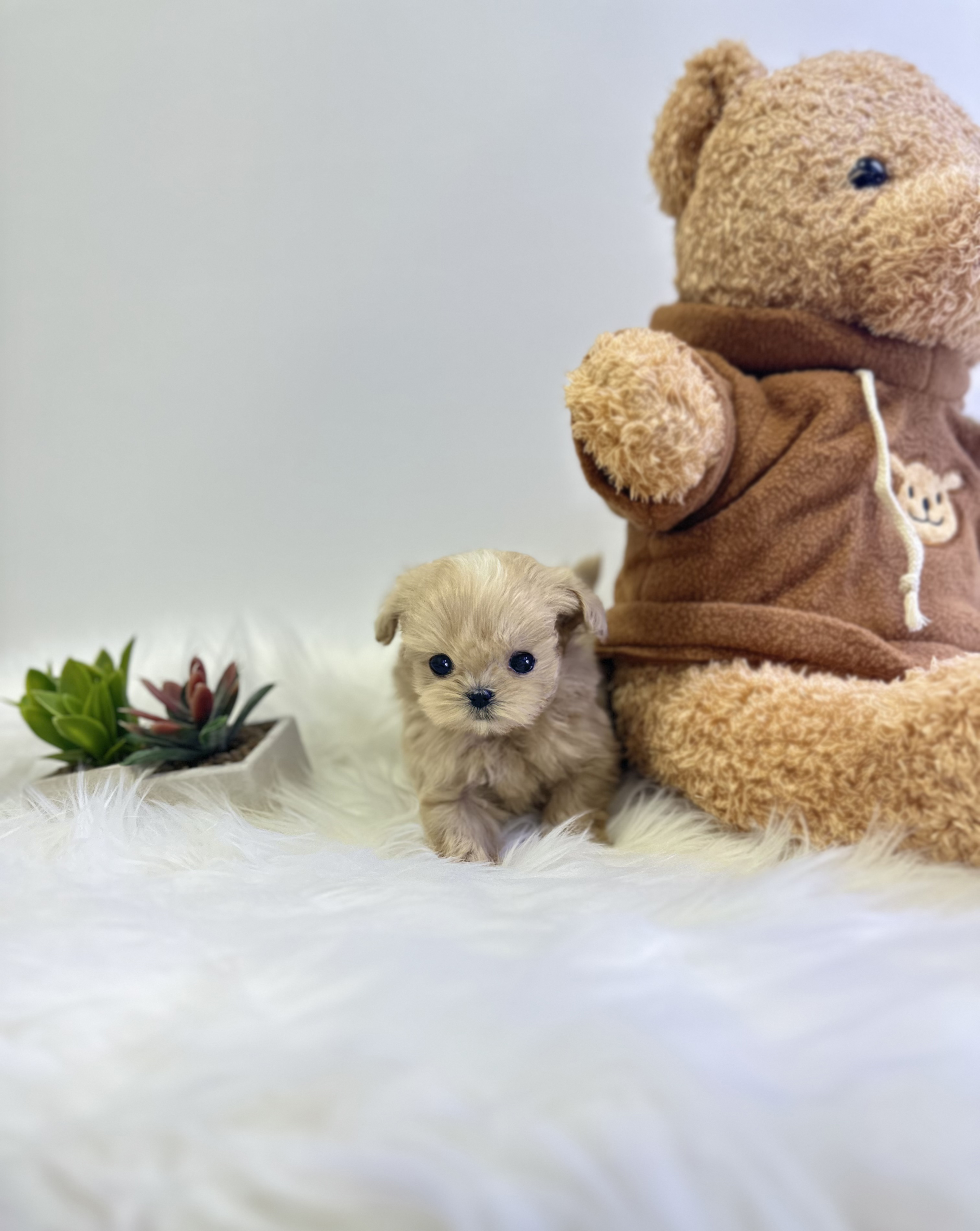 말티푸 분양합니다