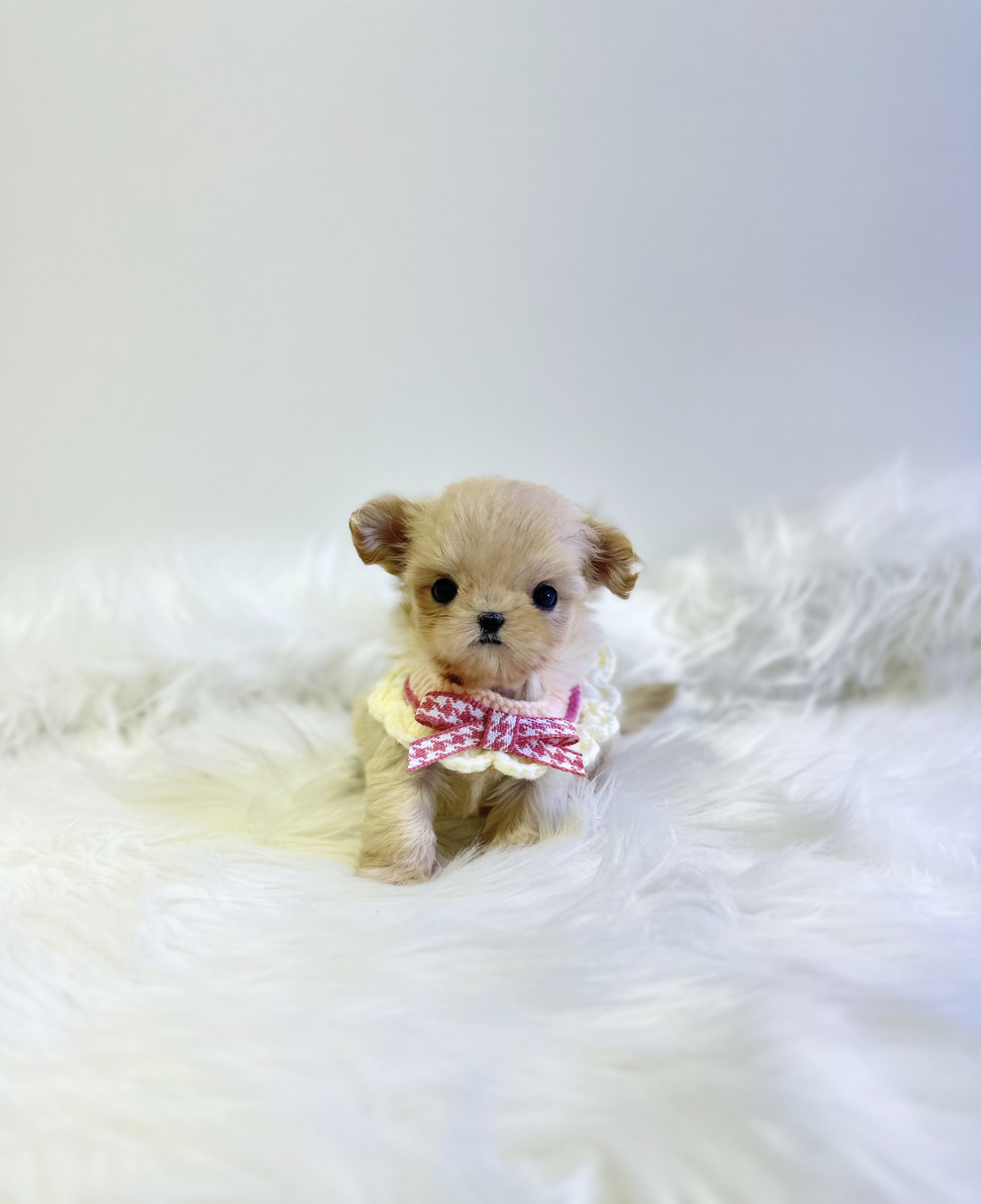 말티푸 분양합니다