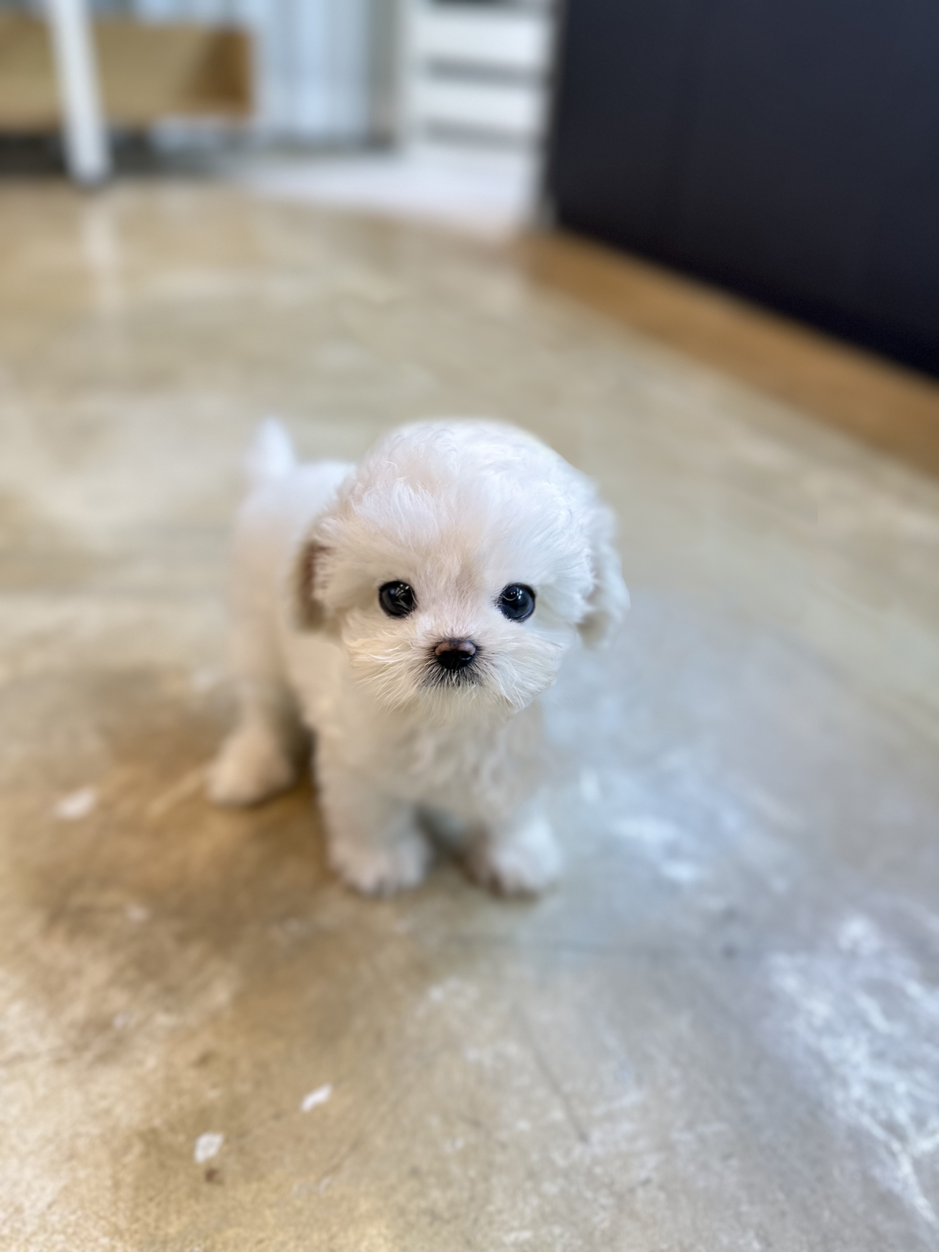 미니비숑 분양합니다