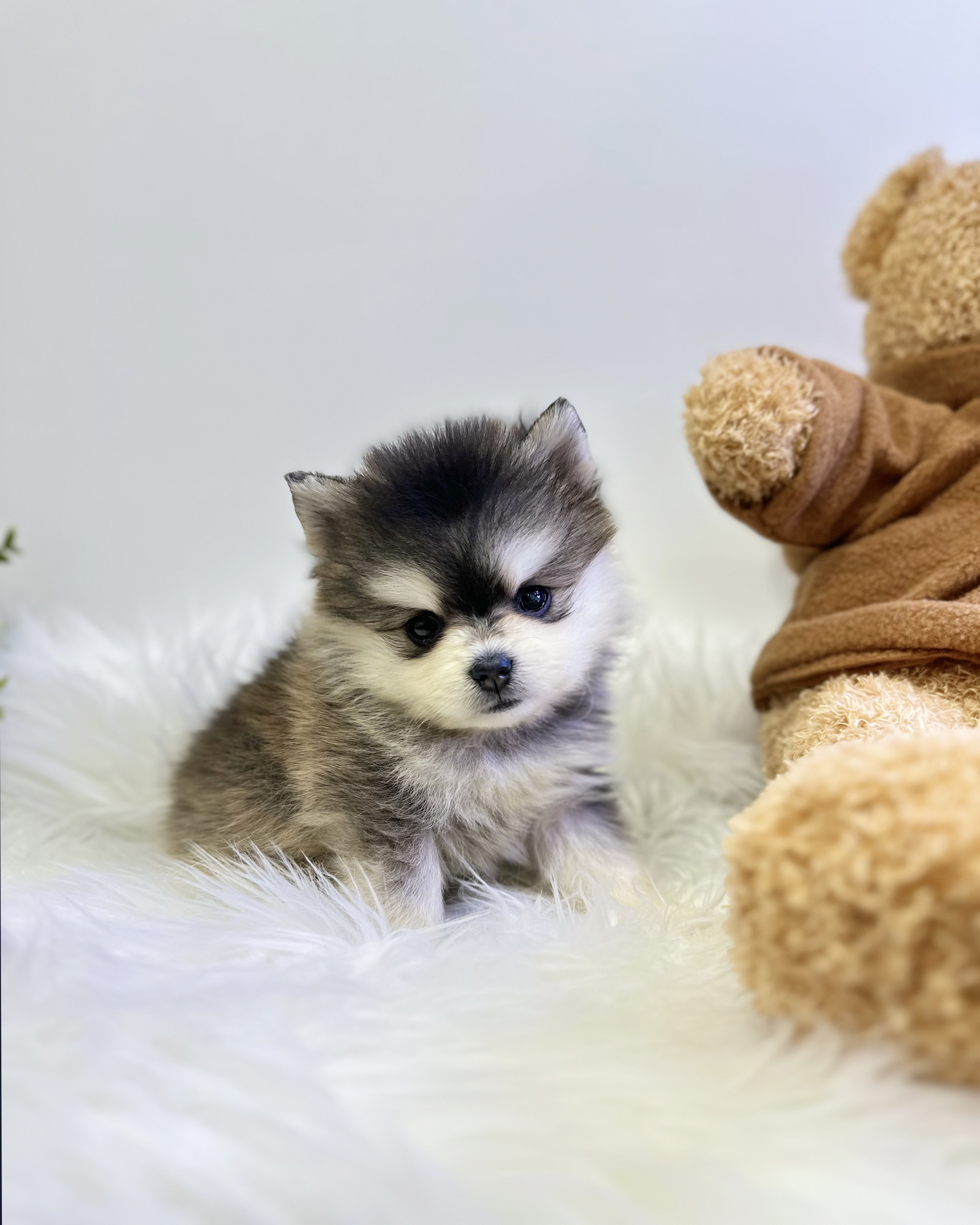 폼스키분양합니다