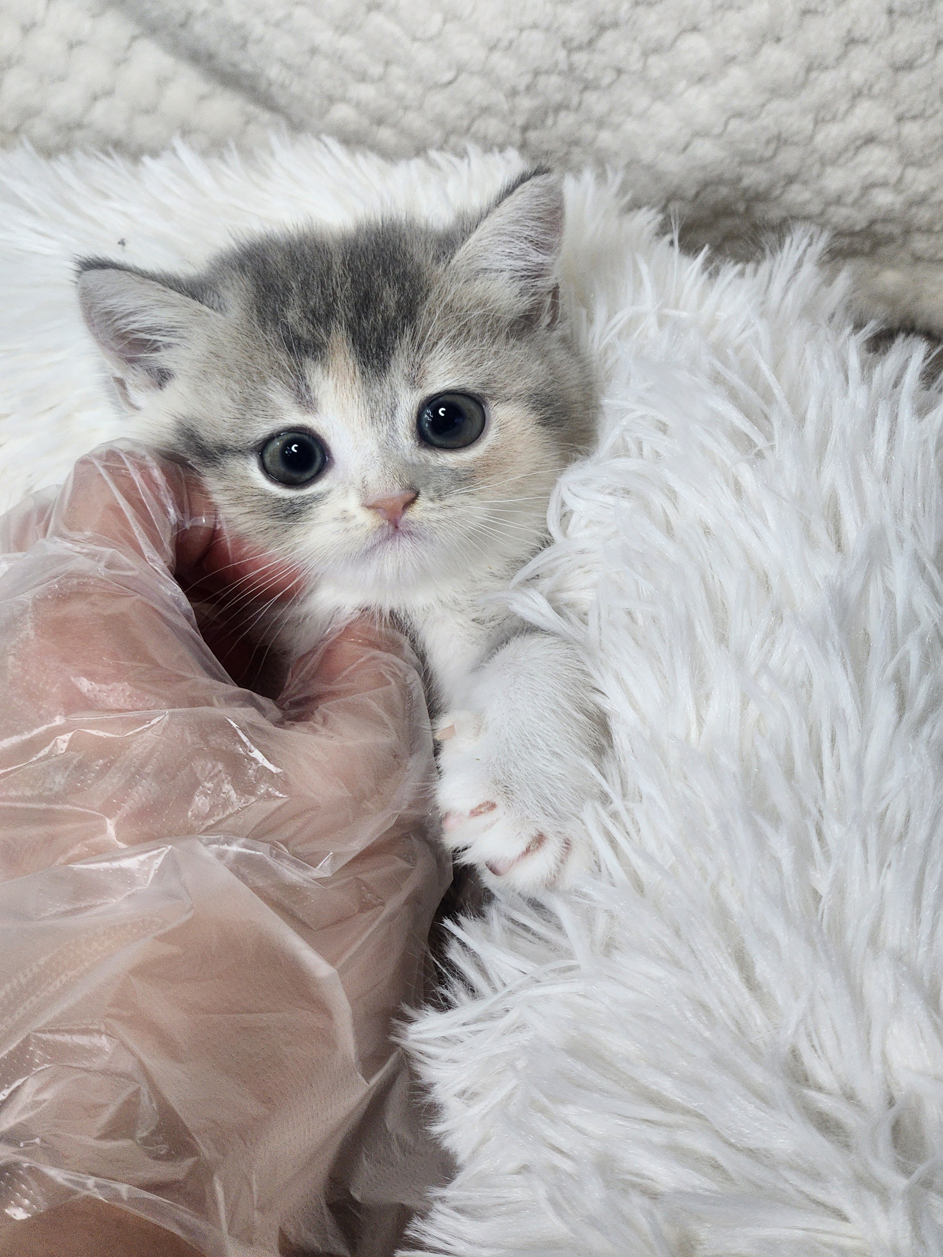 브리티쉬숏헤어 분양합니다