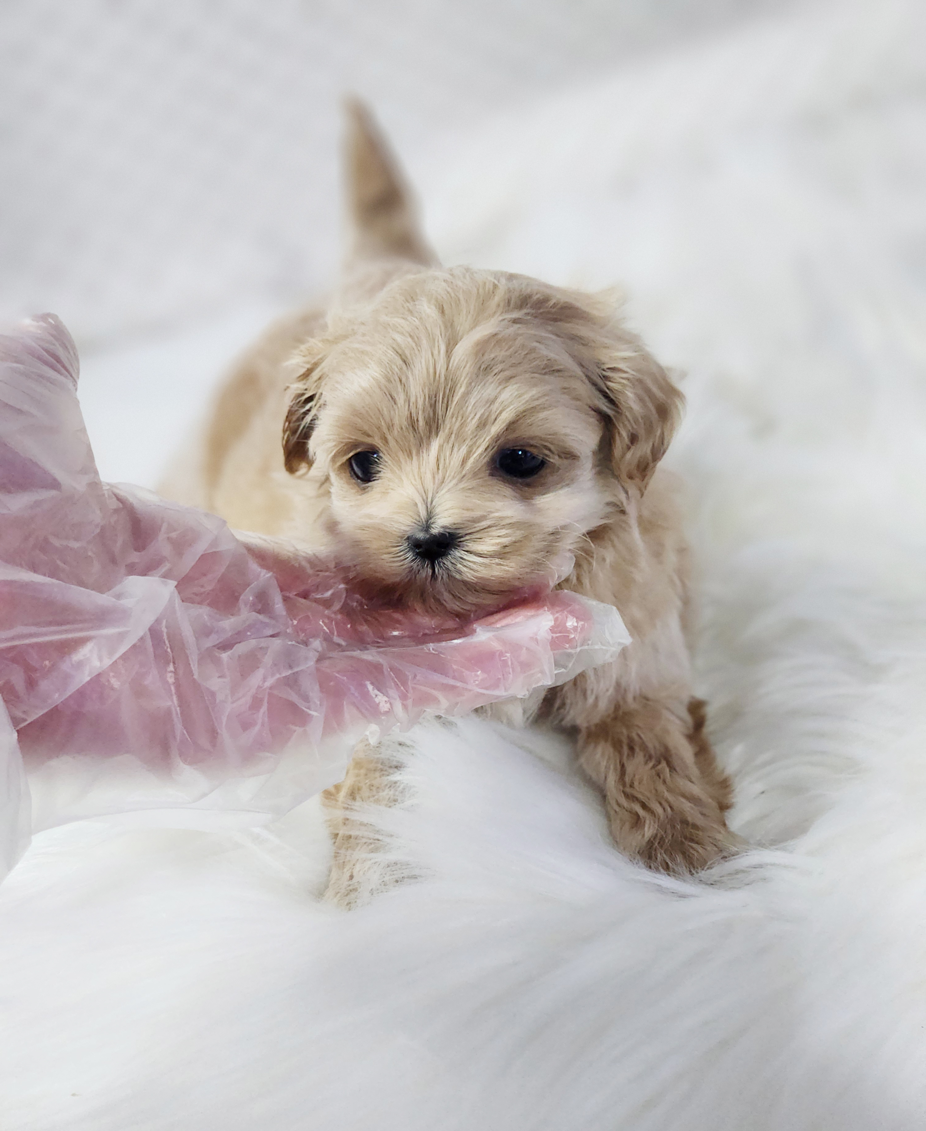 말티푸 분양합니다