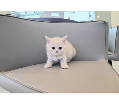 브리티시 분양합니다