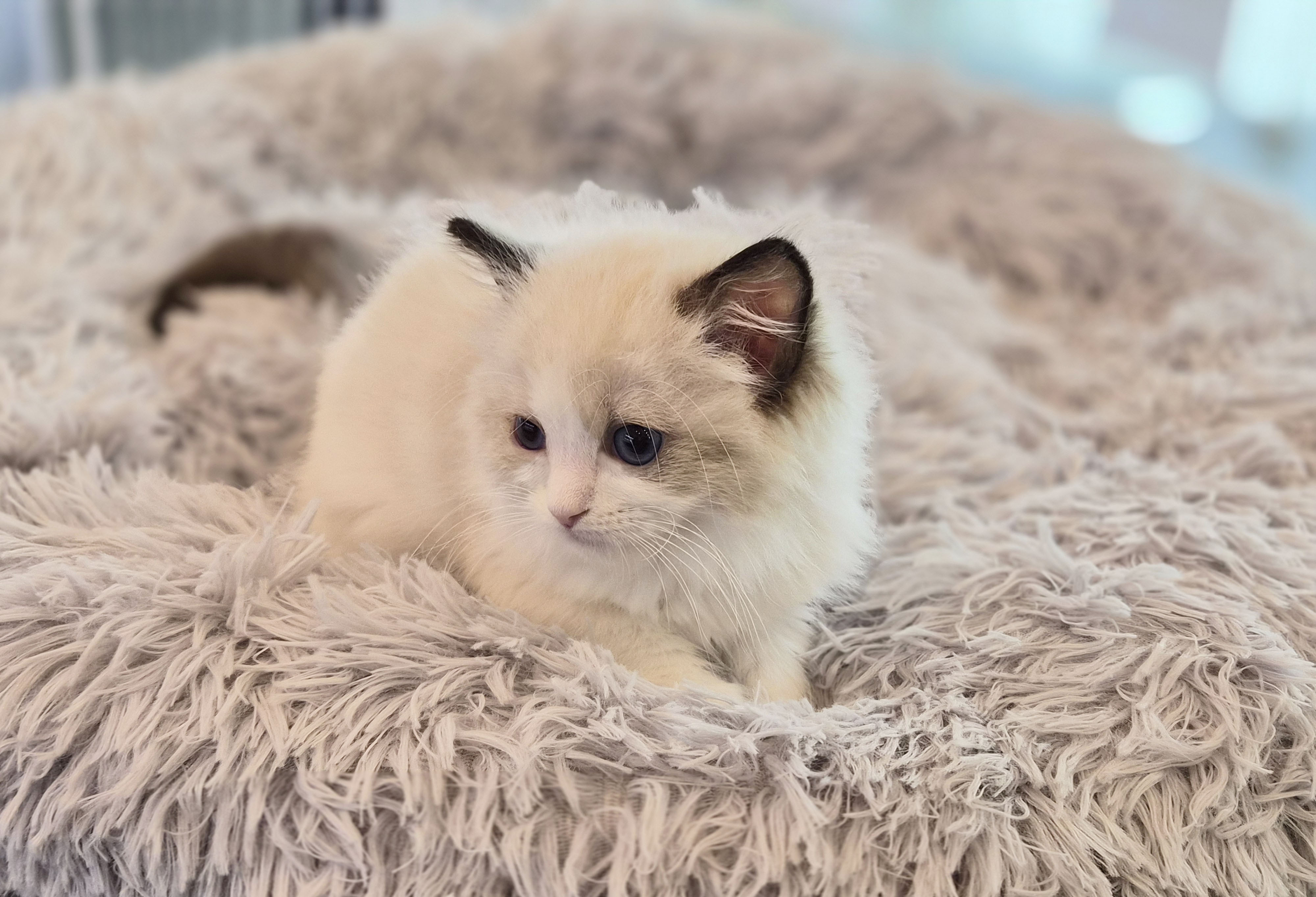 렉돌 분양합니다!