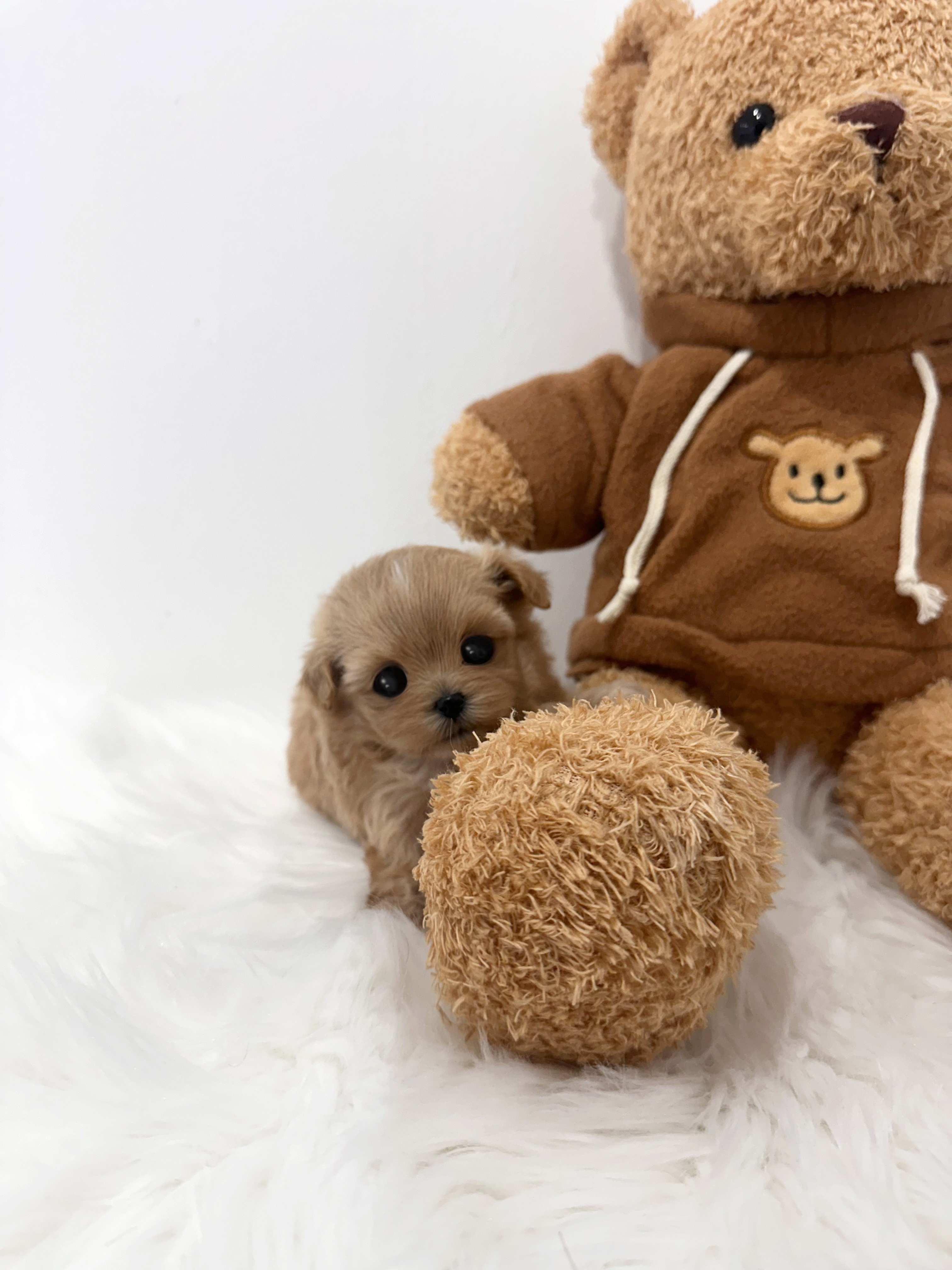 말티푸(하나)(분양중)